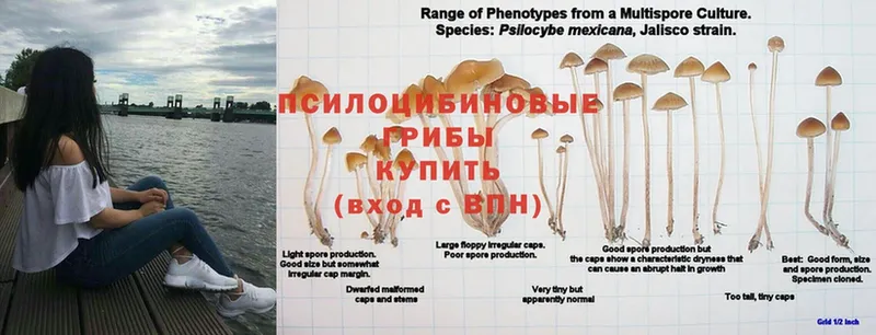 Галлюциногенные грибы прущие грибы  Нововоронеж 